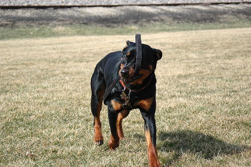 Kaiser, a male Rottweiler puppy