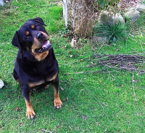 Mira, a female Rottweiler puppy