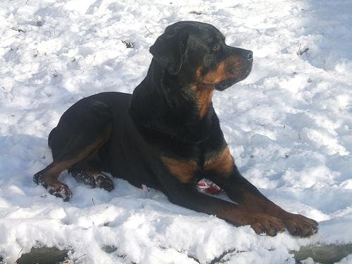Rex, a male Rottweiler puppy