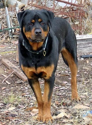 Freya, a female Rottweiler puppy