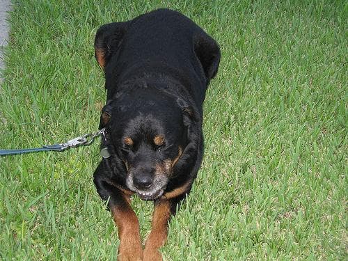 Bear, a male Rottweiler puppy
