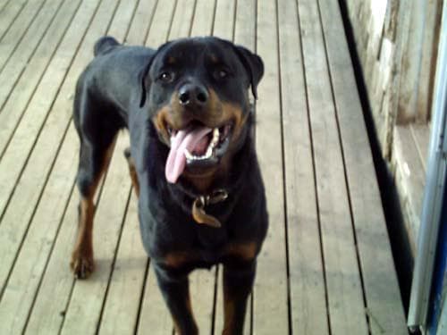 Greta, photo 1 of 4