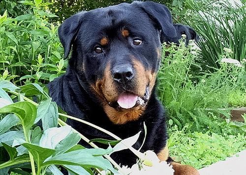 Bruno, a male Rottweiler puppy